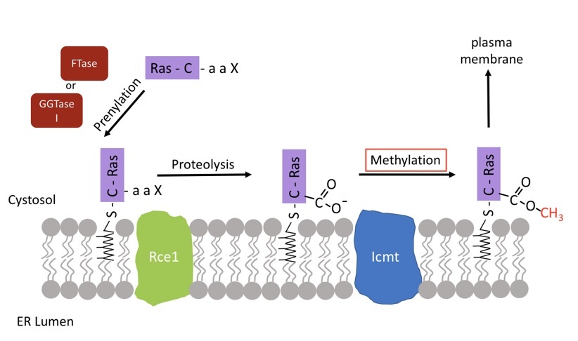 CaaX protein processing